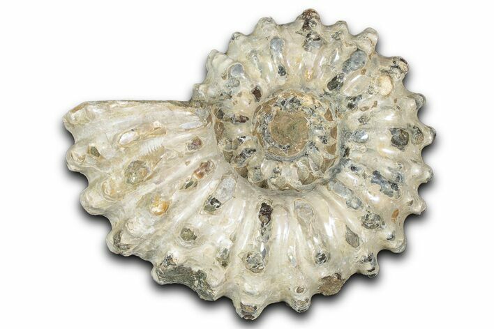 Bumpy Ammonite (Douvilleiceras) Fossil - Madagascar #343821